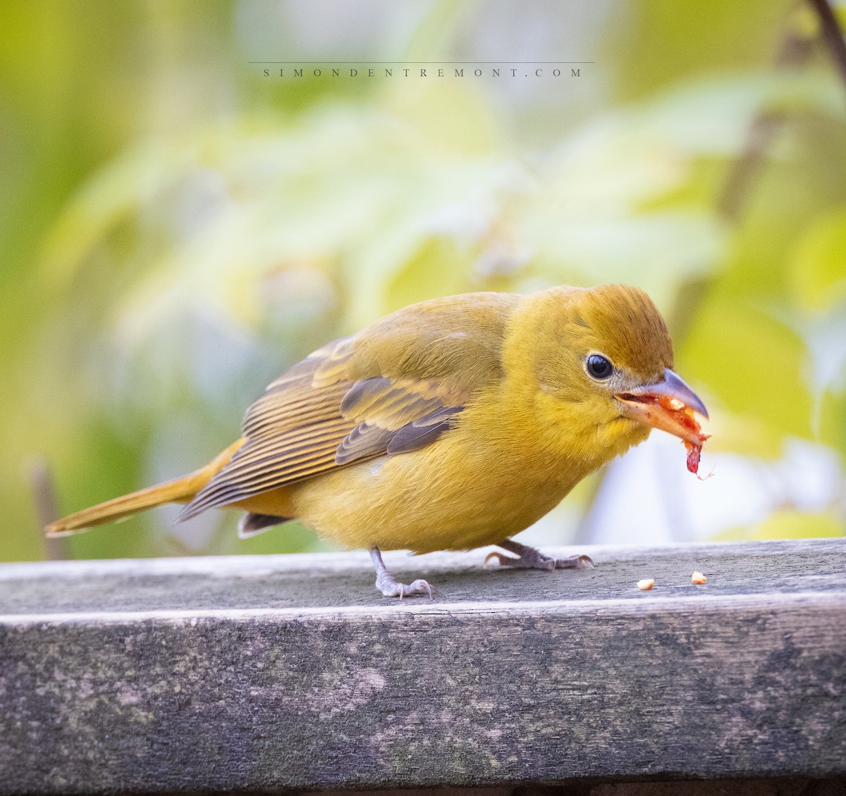 Summer Tanager - ML611130935