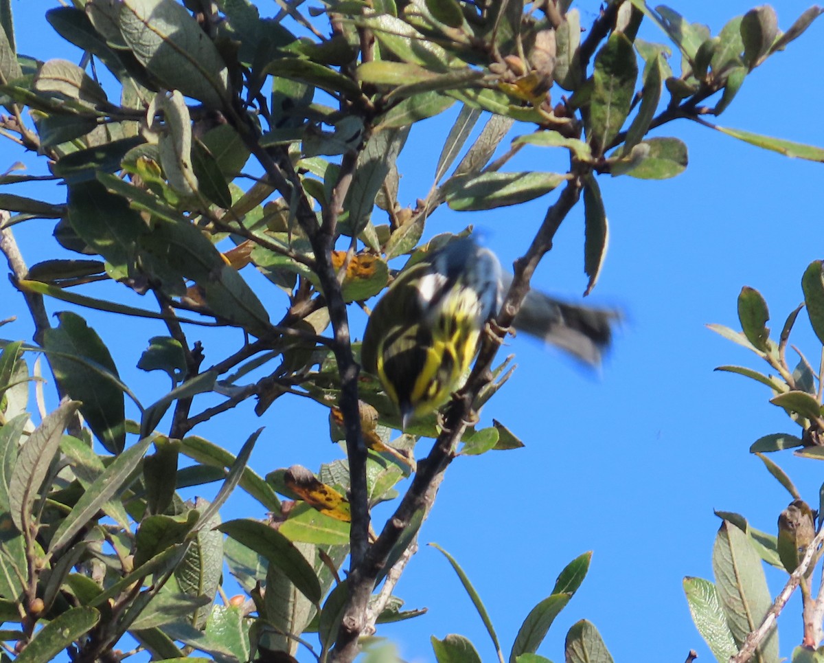 Townsend's Warbler - ML611130994