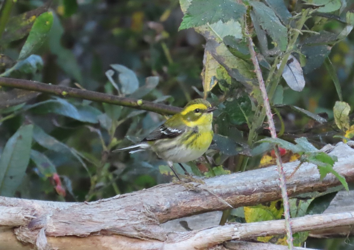 Townsend's Warbler - ML611130995