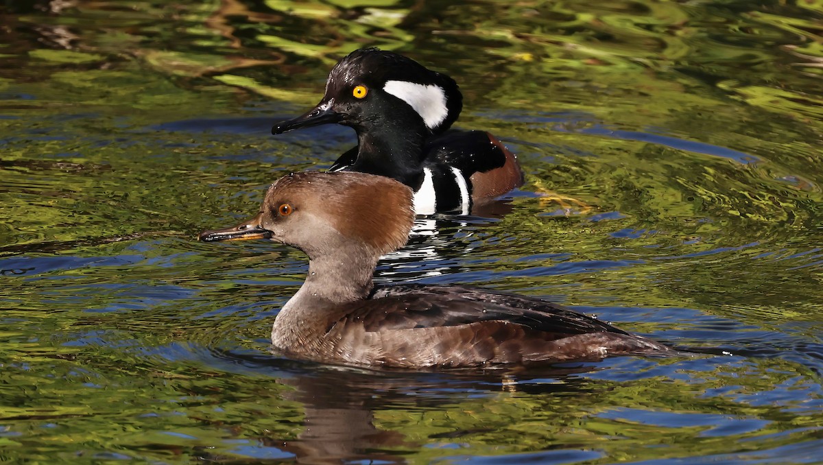 Hooded Merganser - ML611131028