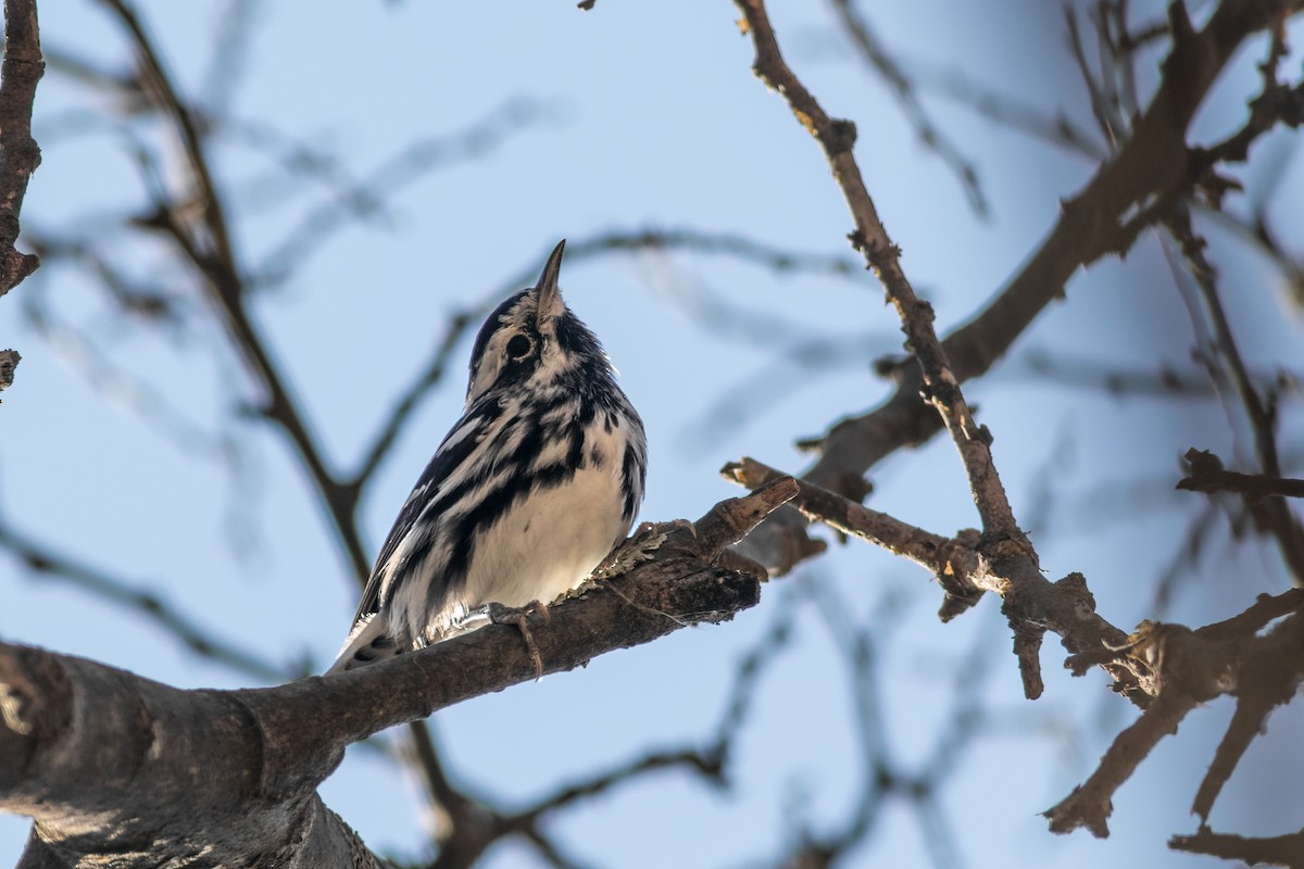 Black-and-white Warbler - ML611131064