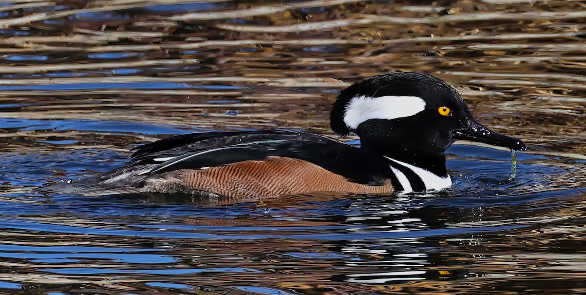 Hooded Merganser - ML611131082