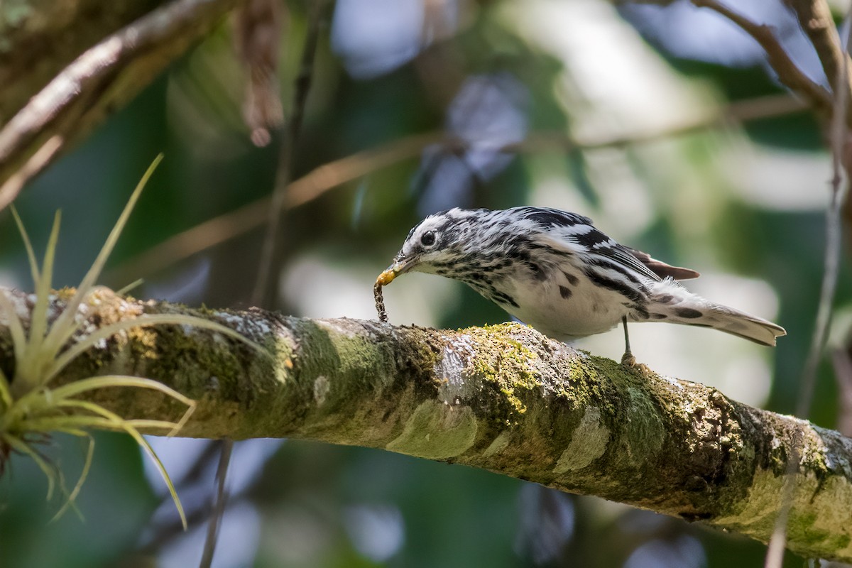 Black-and-white Warbler - ML611131083