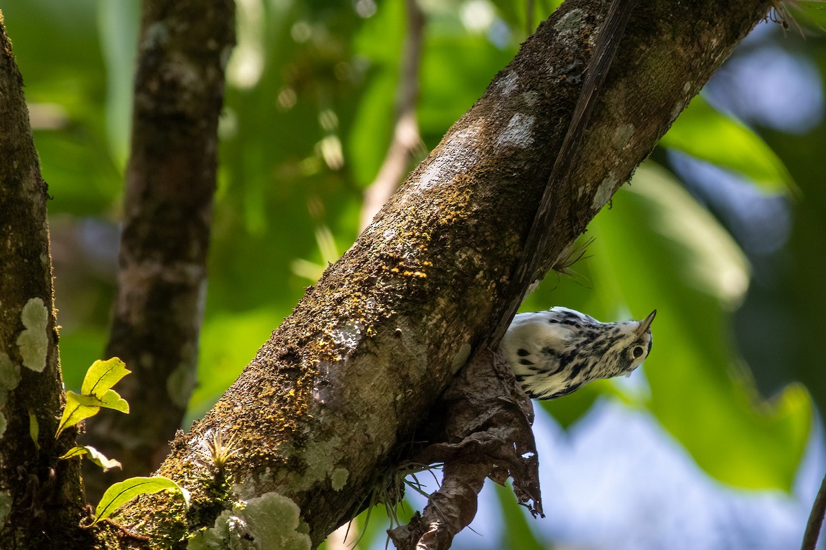 Black-and-white Warbler - ML611131084