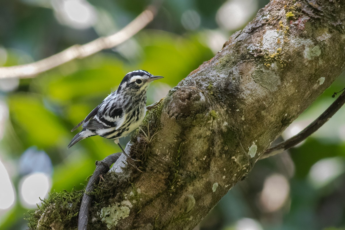 Black-and-white Warbler - ML611131085