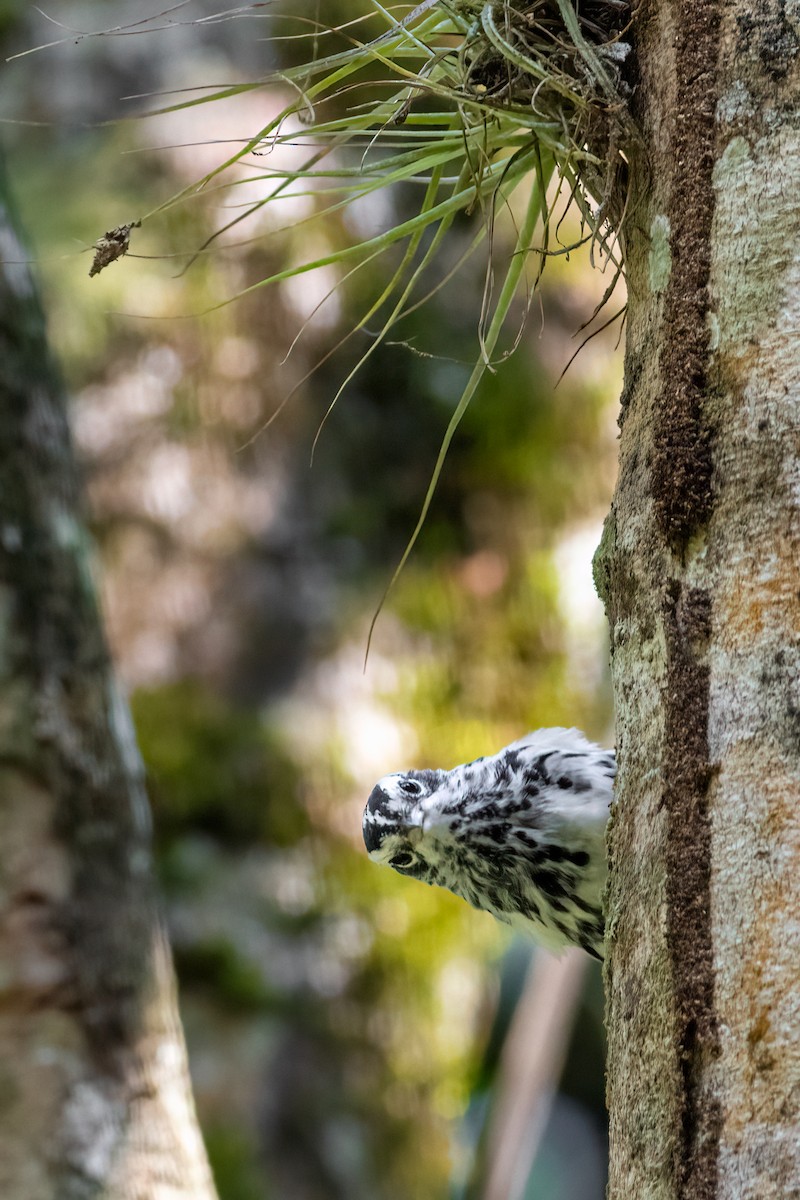 Black-and-white Warbler - ML611131086