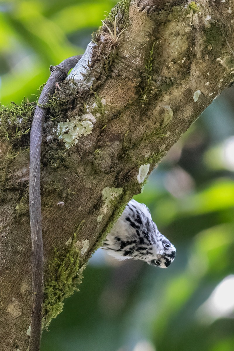 Black-and-white Warbler - ML611131087