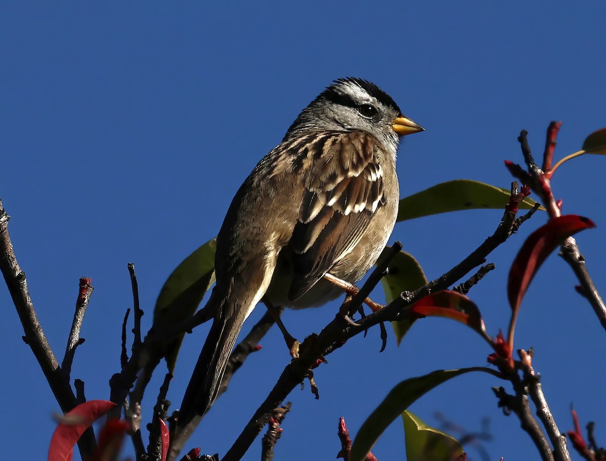 White-crowned Sparrow - ML611131094