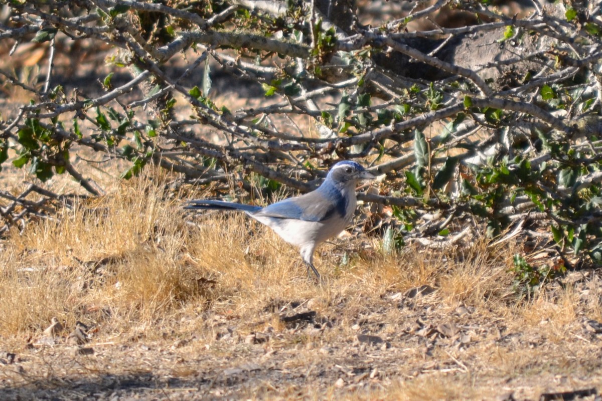 California Scrub-Jay - ML611131125