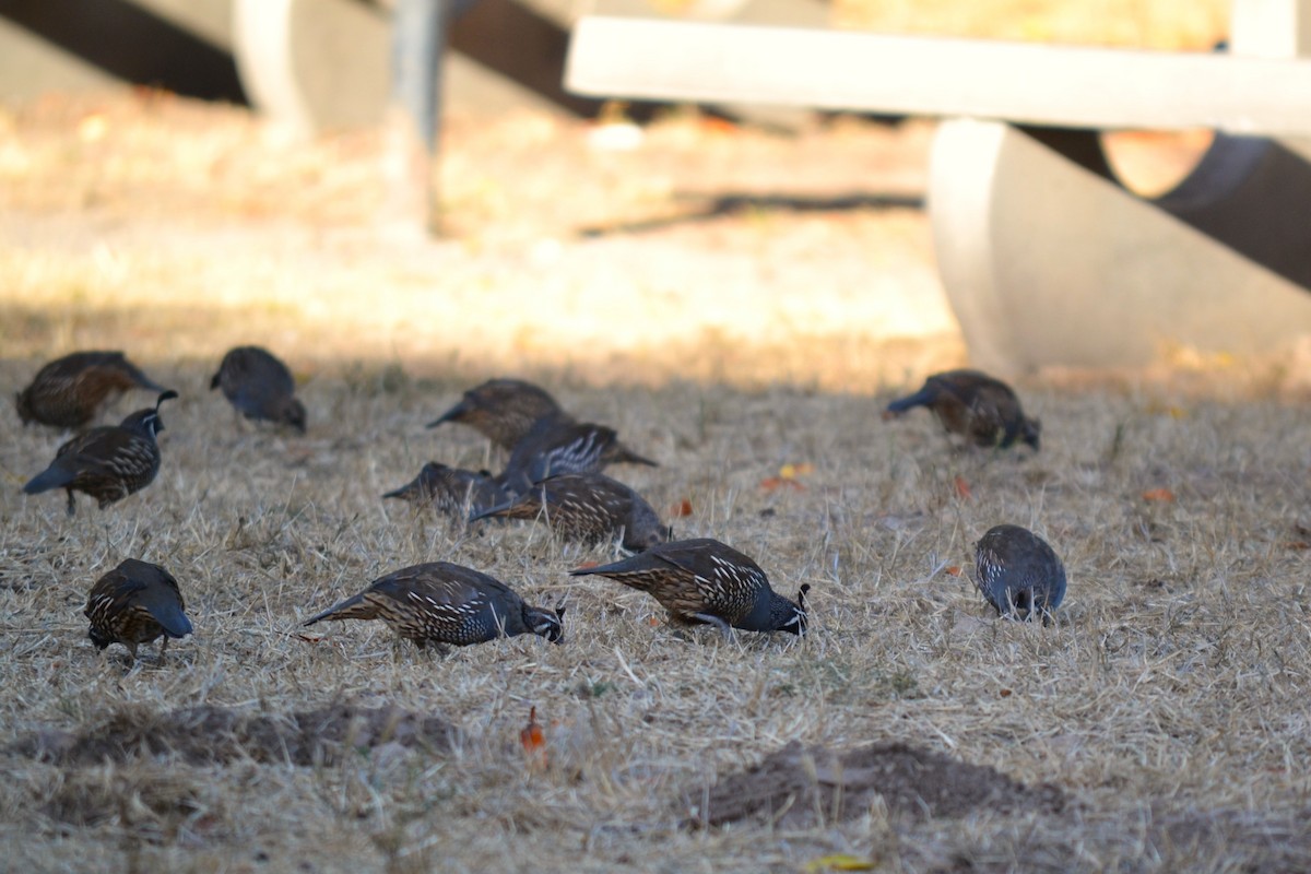 California Quail - ML611131143