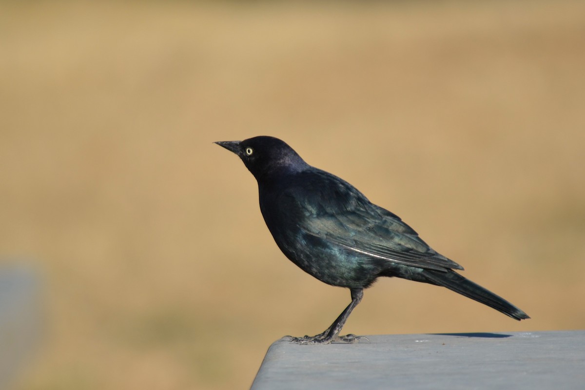 Brewer's Blackbird - ML611131146