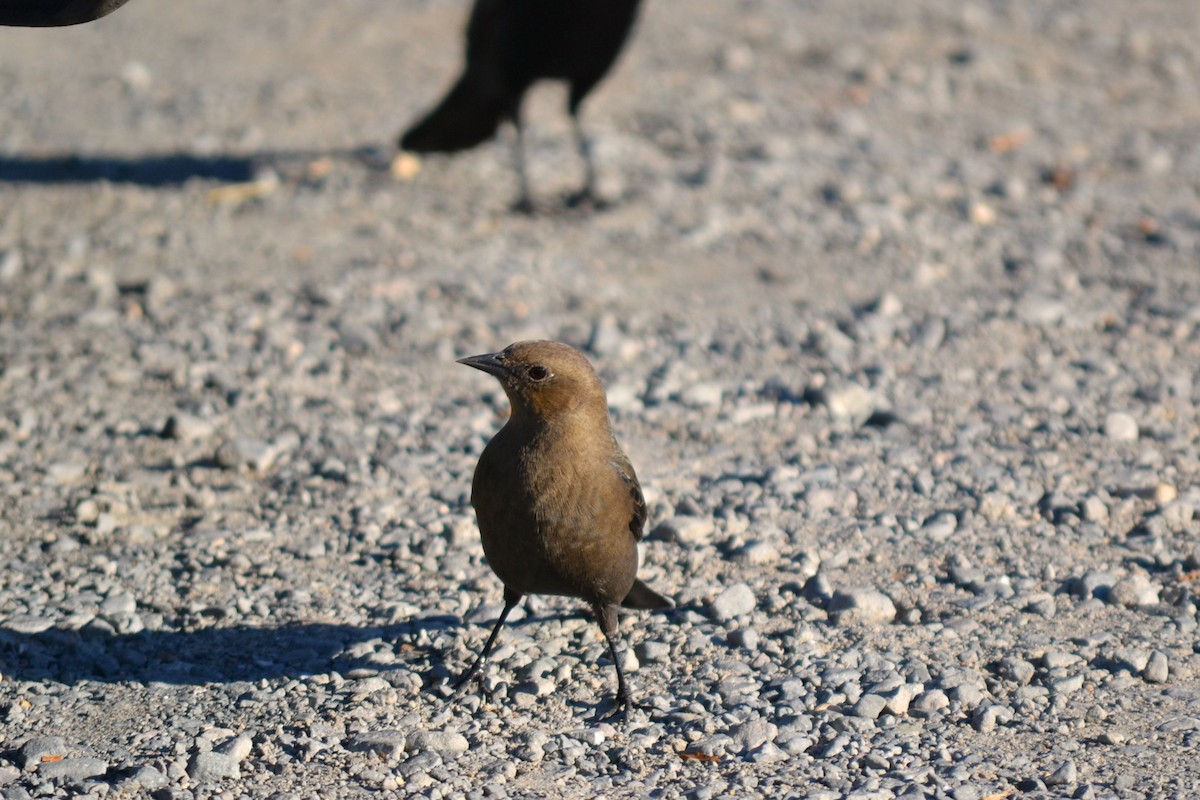 Brewer's Blackbird - ML611131147