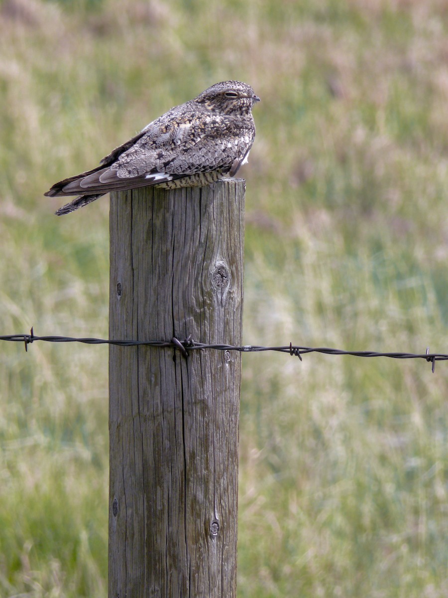 Common Nighthawk - ML611131183