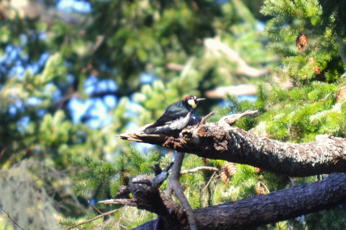 Acorn Woodpecker - Stephanie Van Horn