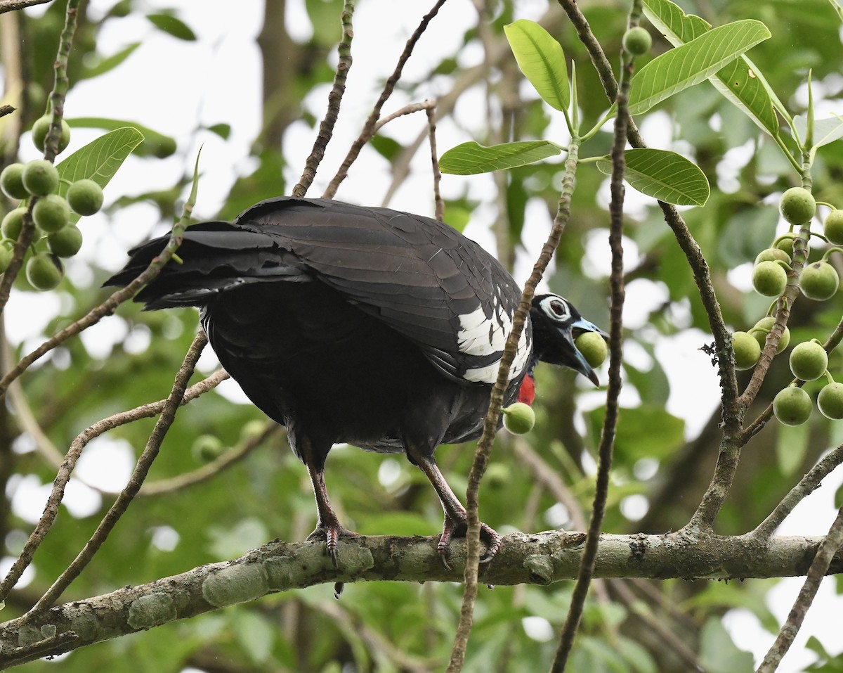 Black-fronted Piping-Guan - ML611131242
