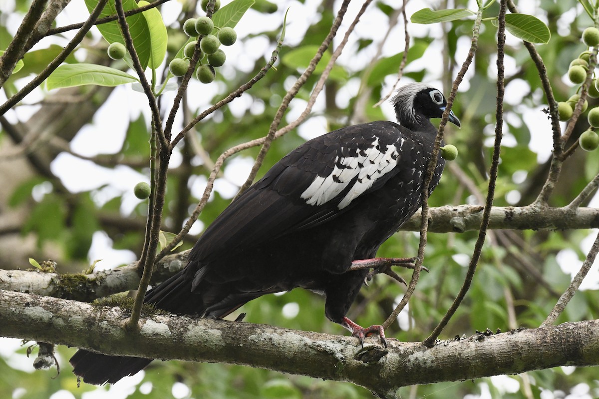Black-fronted Piping-Guan - ML611131243