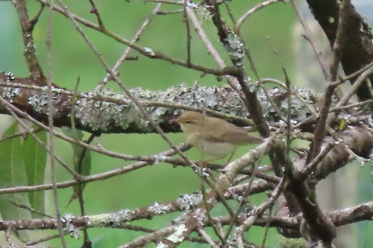 Willow Warbler - Rosa Benito Madariaga