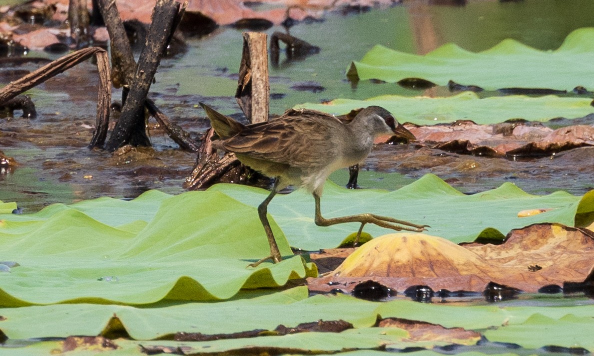 White-browed Crake - David Barton