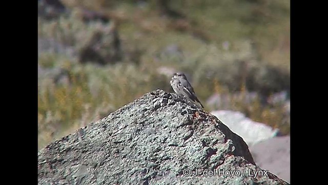 ネズミヤマシトド - ML611131303