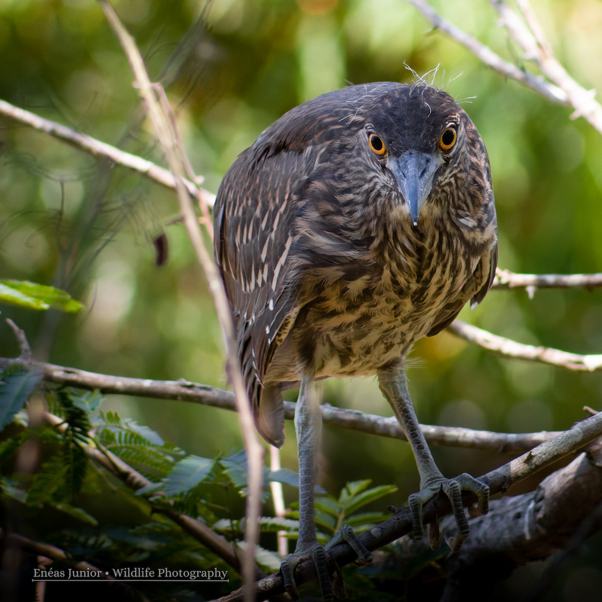 Black-crowned Night Heron - ML611131360