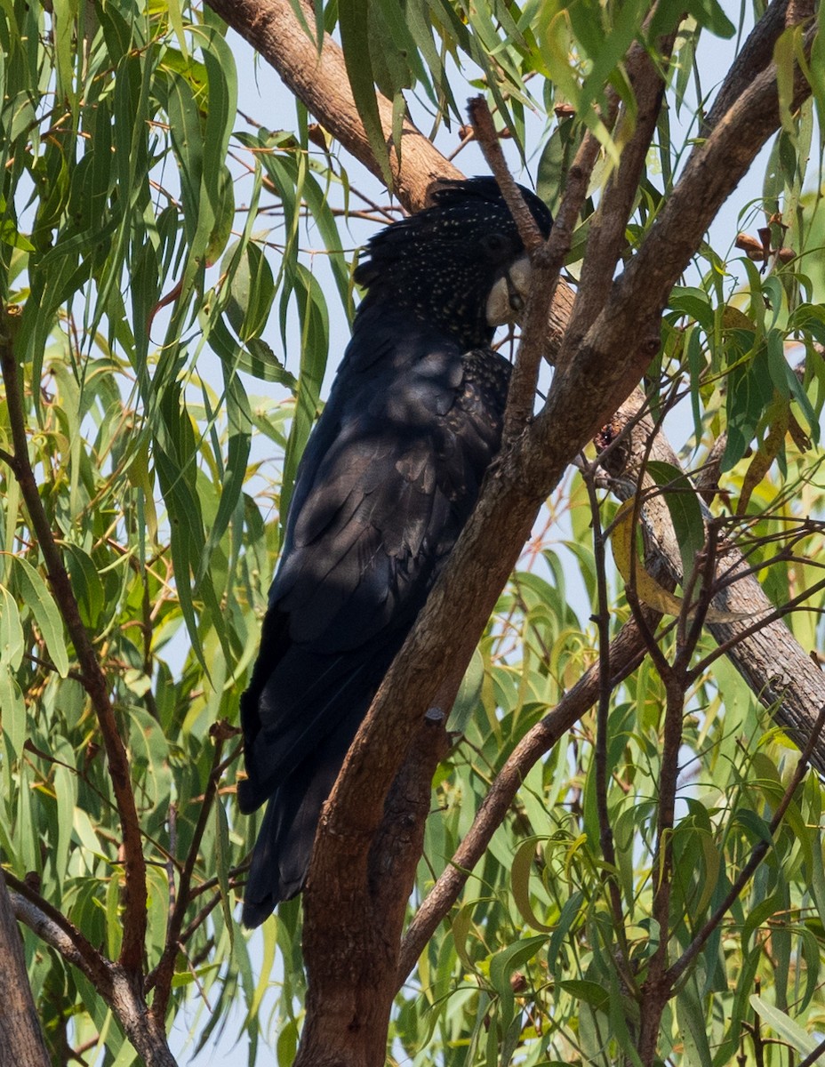Red-tailed Black-Cockatoo - ML611131364