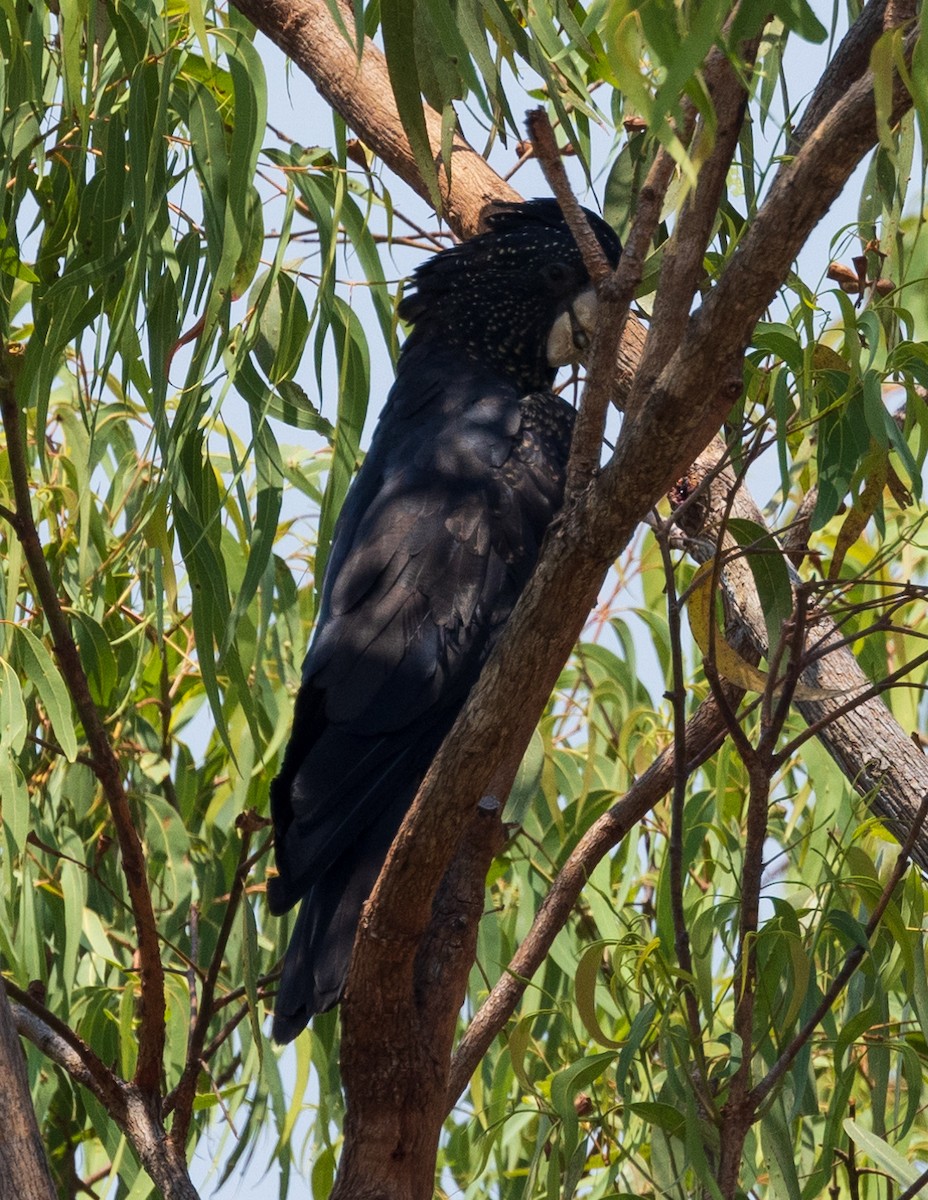 Rotschwanz-Rabenkakadu - ML611131364