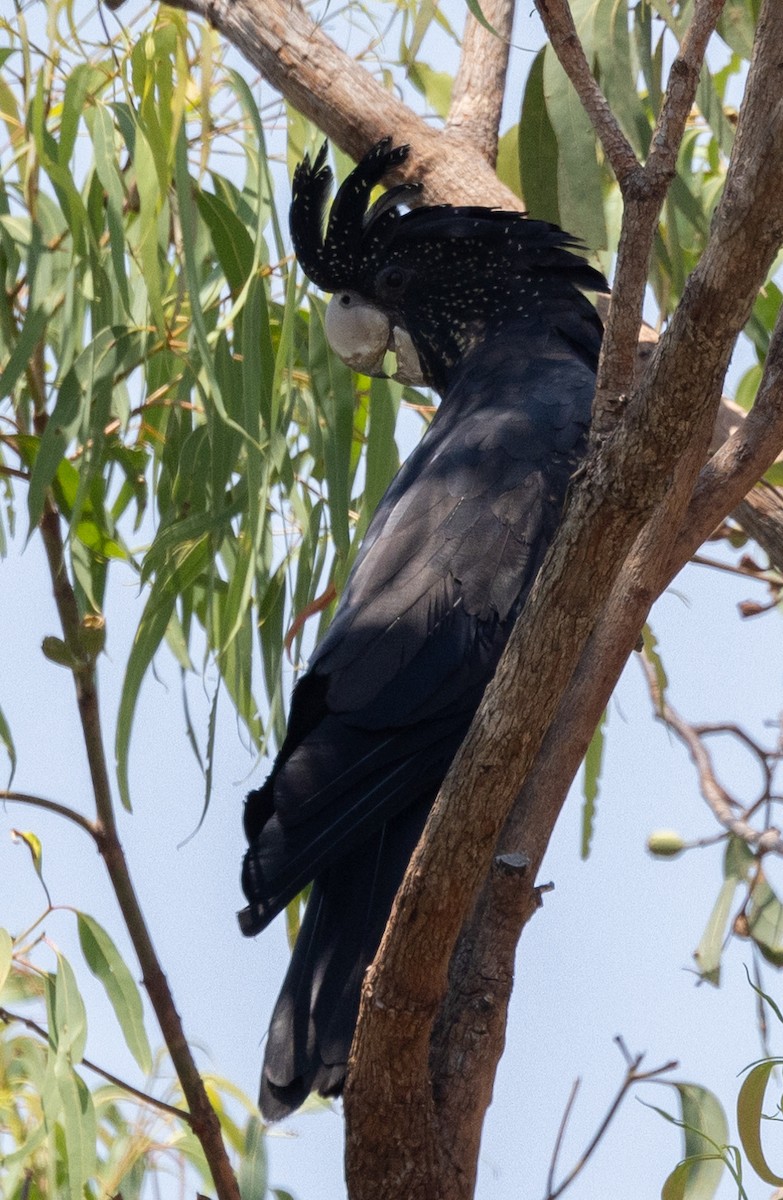 Red-tailed Black-Cockatoo - ML611131365
