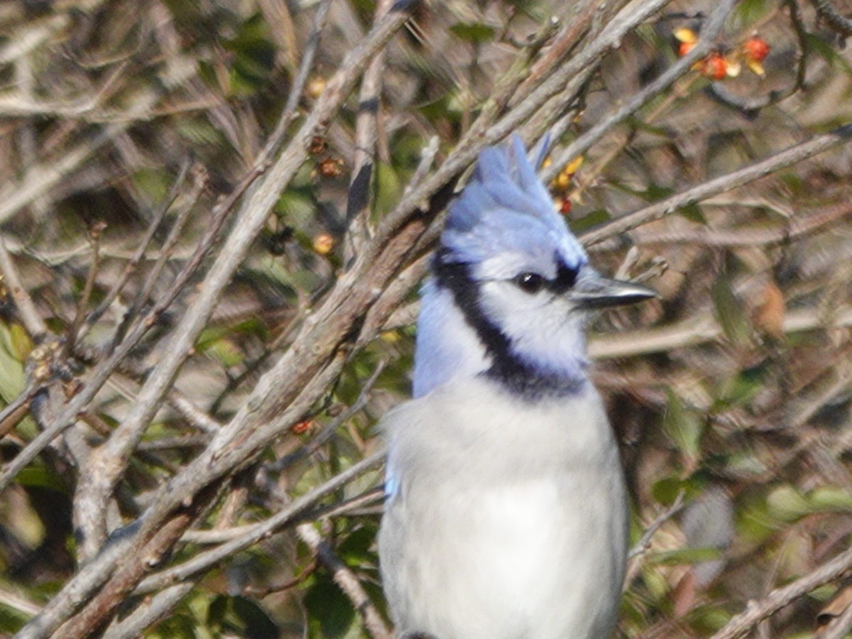 Blue Jay - ML611131469