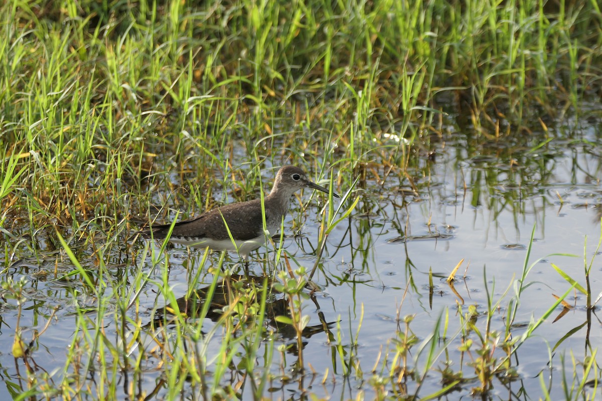 Solitary Sandpiper - ML611131479