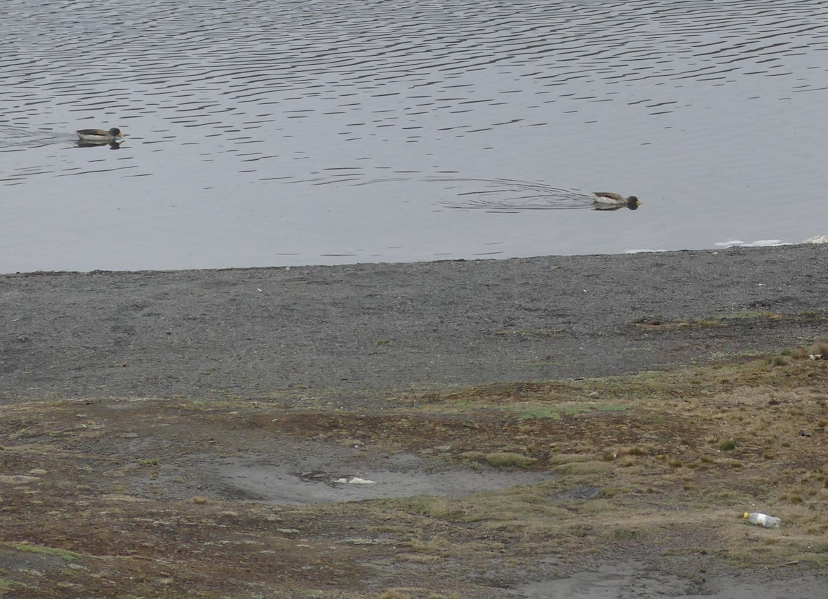 Yellow-billed Teal - ML611131659