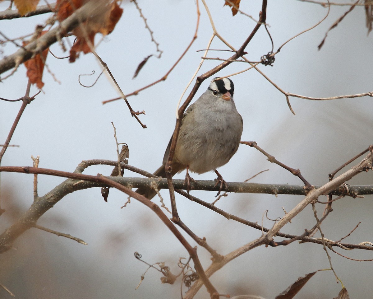 White-crowned Sparrow - ML611131748