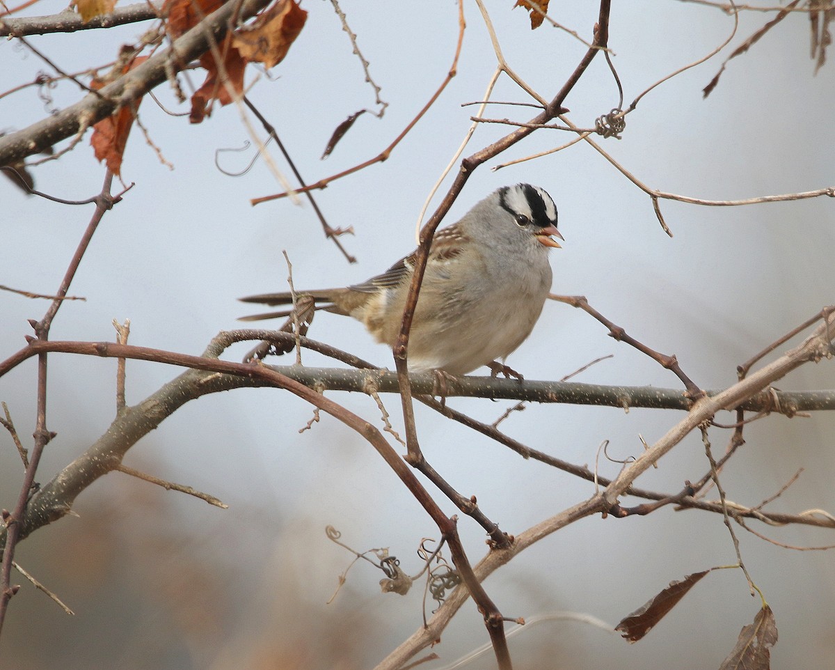 White-crowned Sparrow - ML611131760