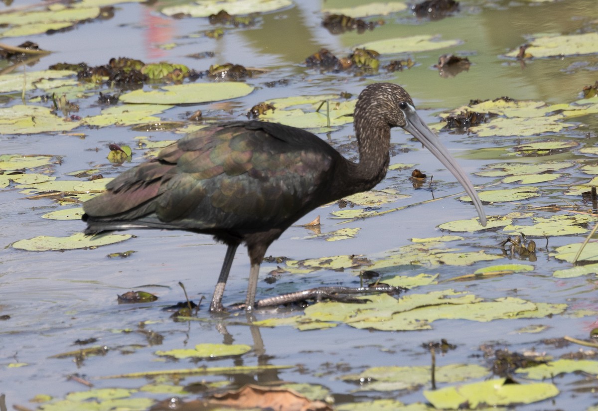 ibis hnědý - ML611131834