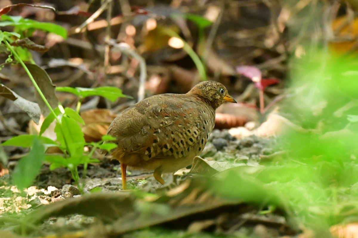 Yellow-legged Buttonquail - ML611131939