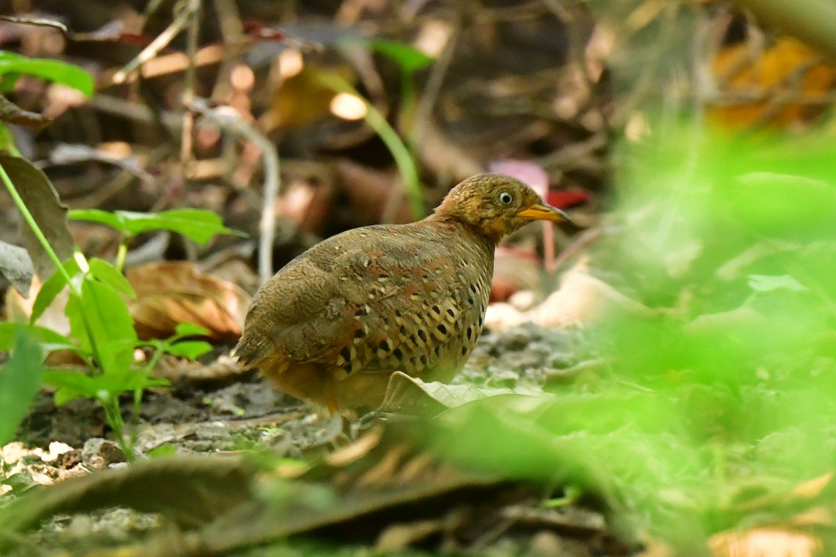 Yellow-legged Buttonquail - Anirban  Bhaduri