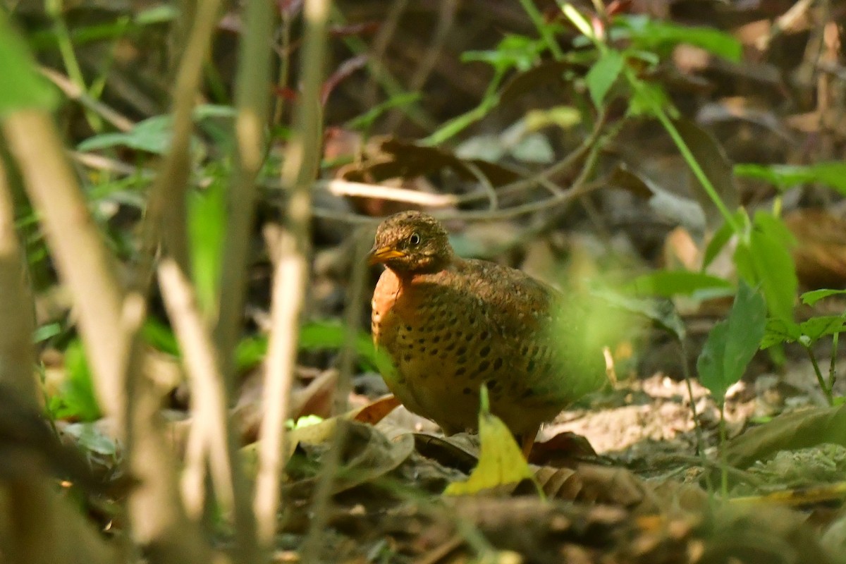 Yellow-legged Buttonquail - ML611131941