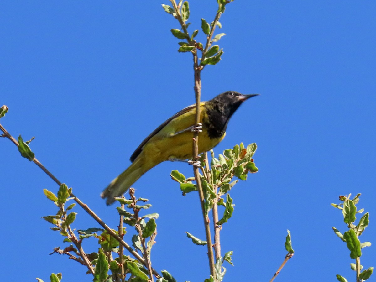 Scott's Oriole - ML611132004