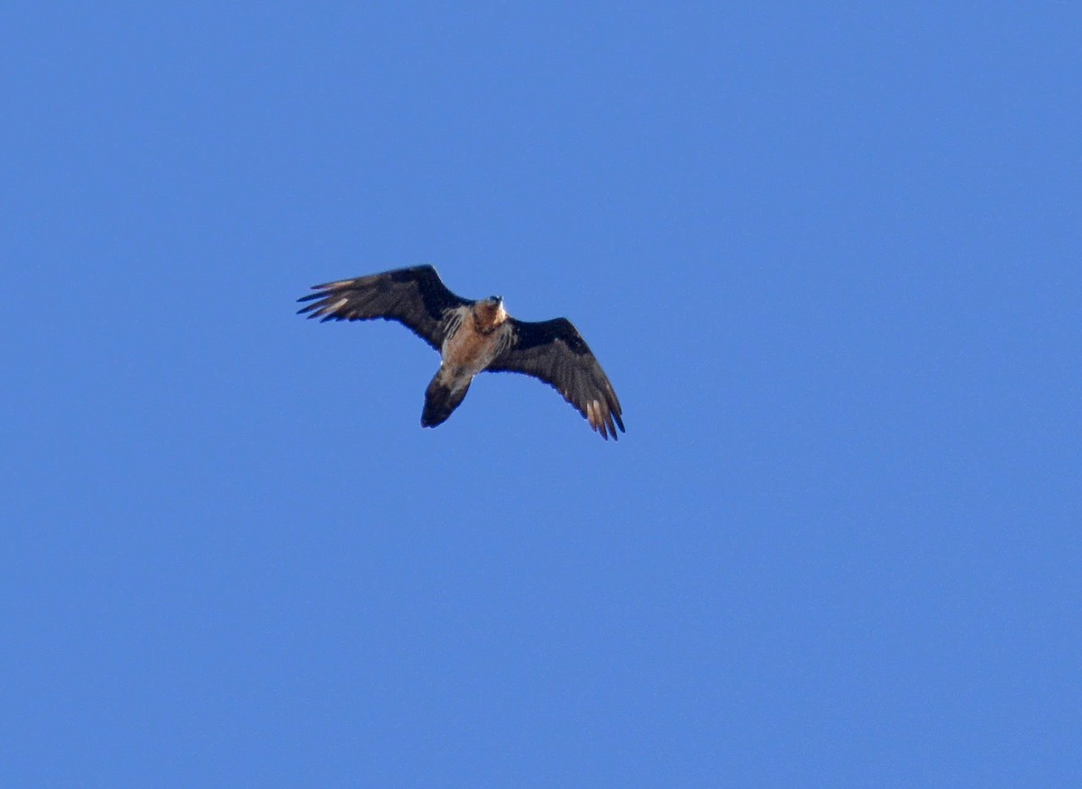 Bearded Vulture - ML611132009