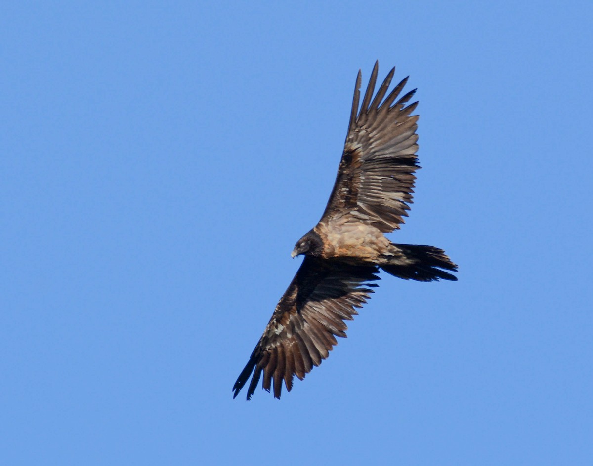 Bearded Vulture - ML611132010