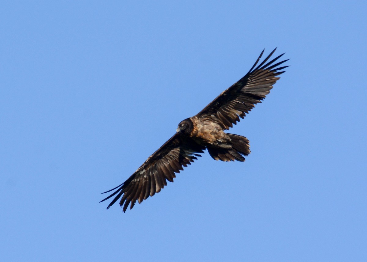 Bearded Vulture - ML611132011