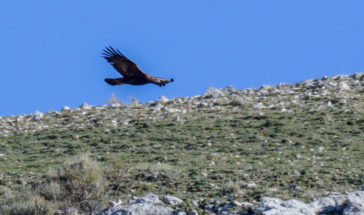 Golden Eagle - ML611132023