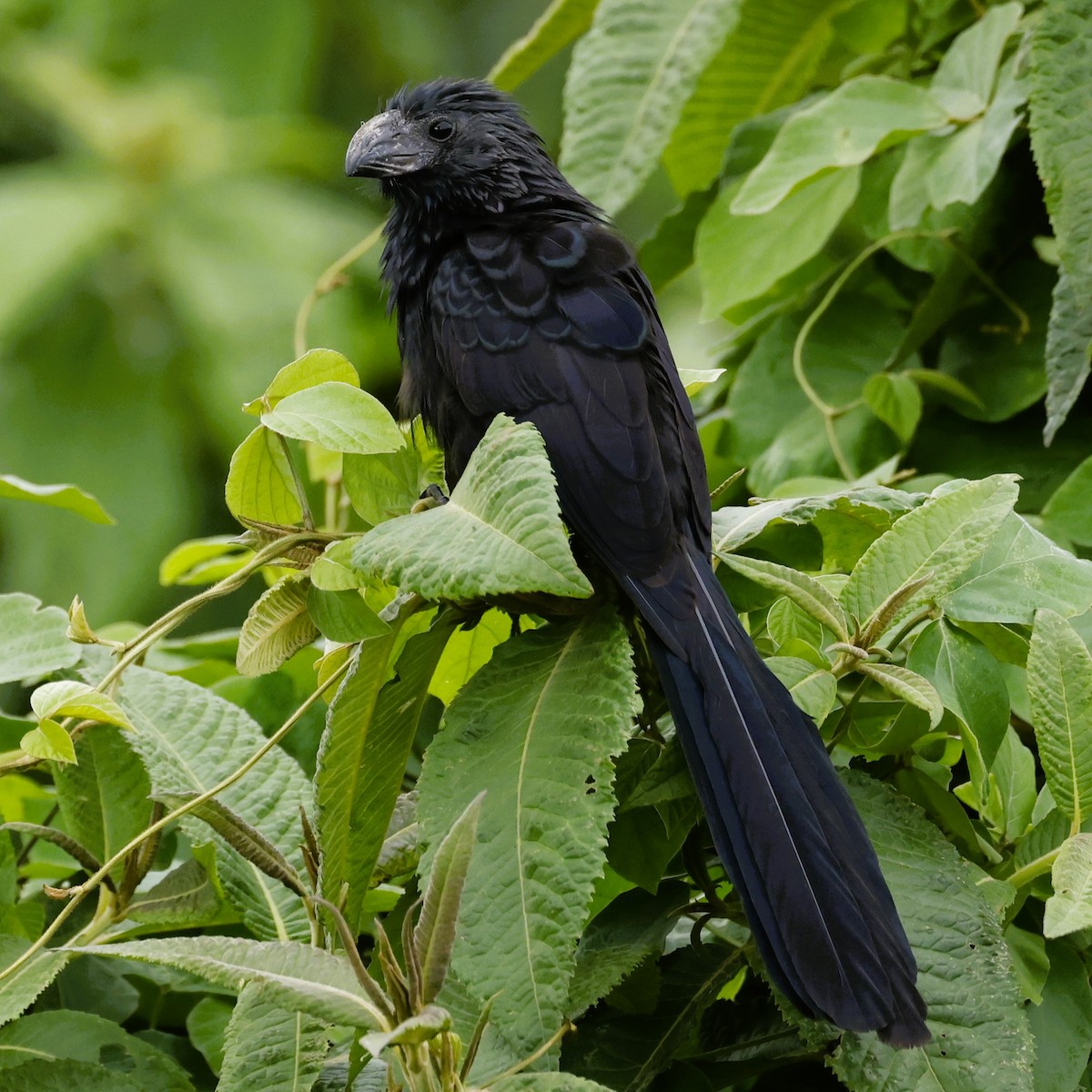 Groove-billed Ani - John Mills