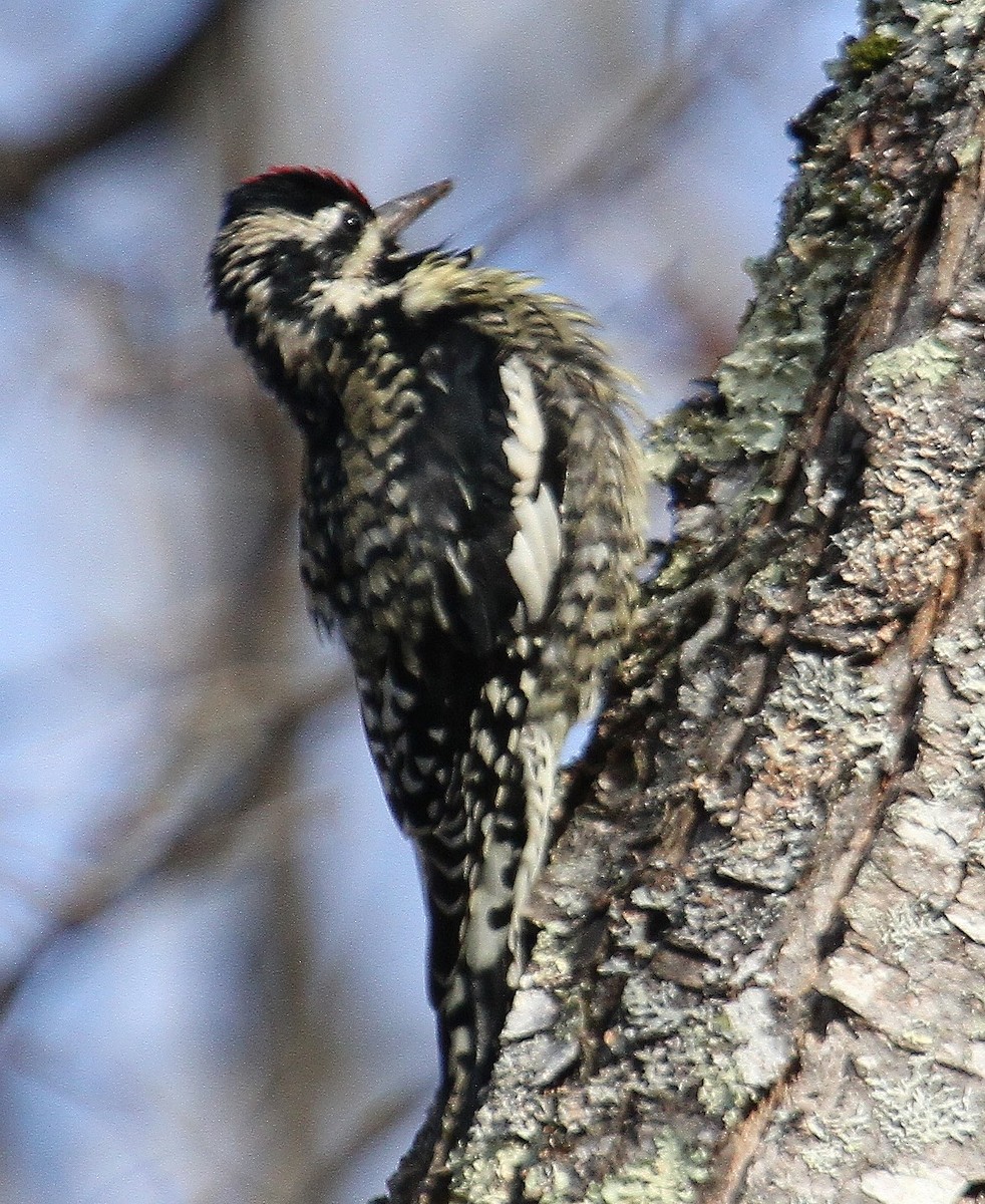 Yellow-bellied Sapsucker - ML611132080