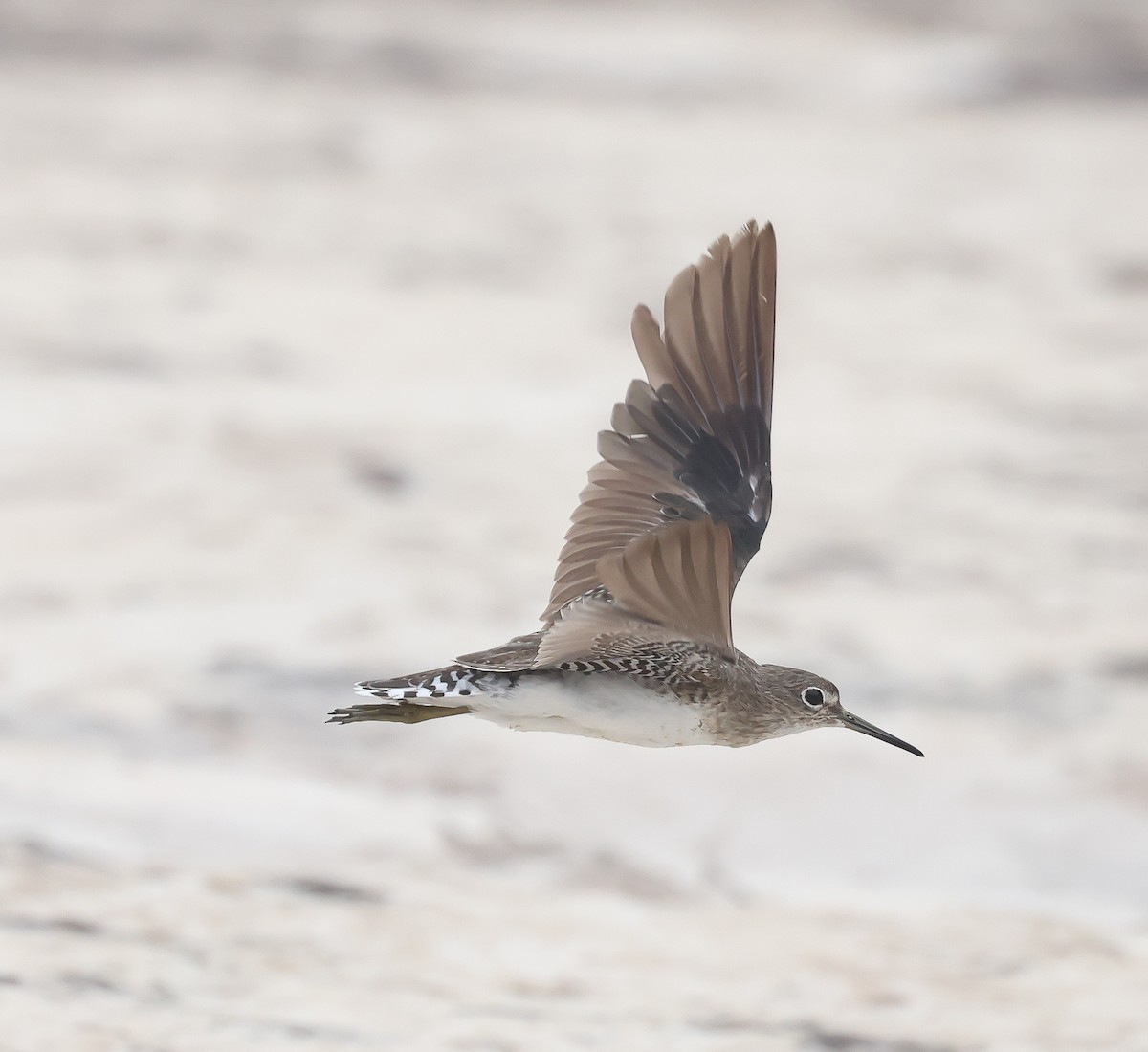 Solitary Sandpiper - ML611132144