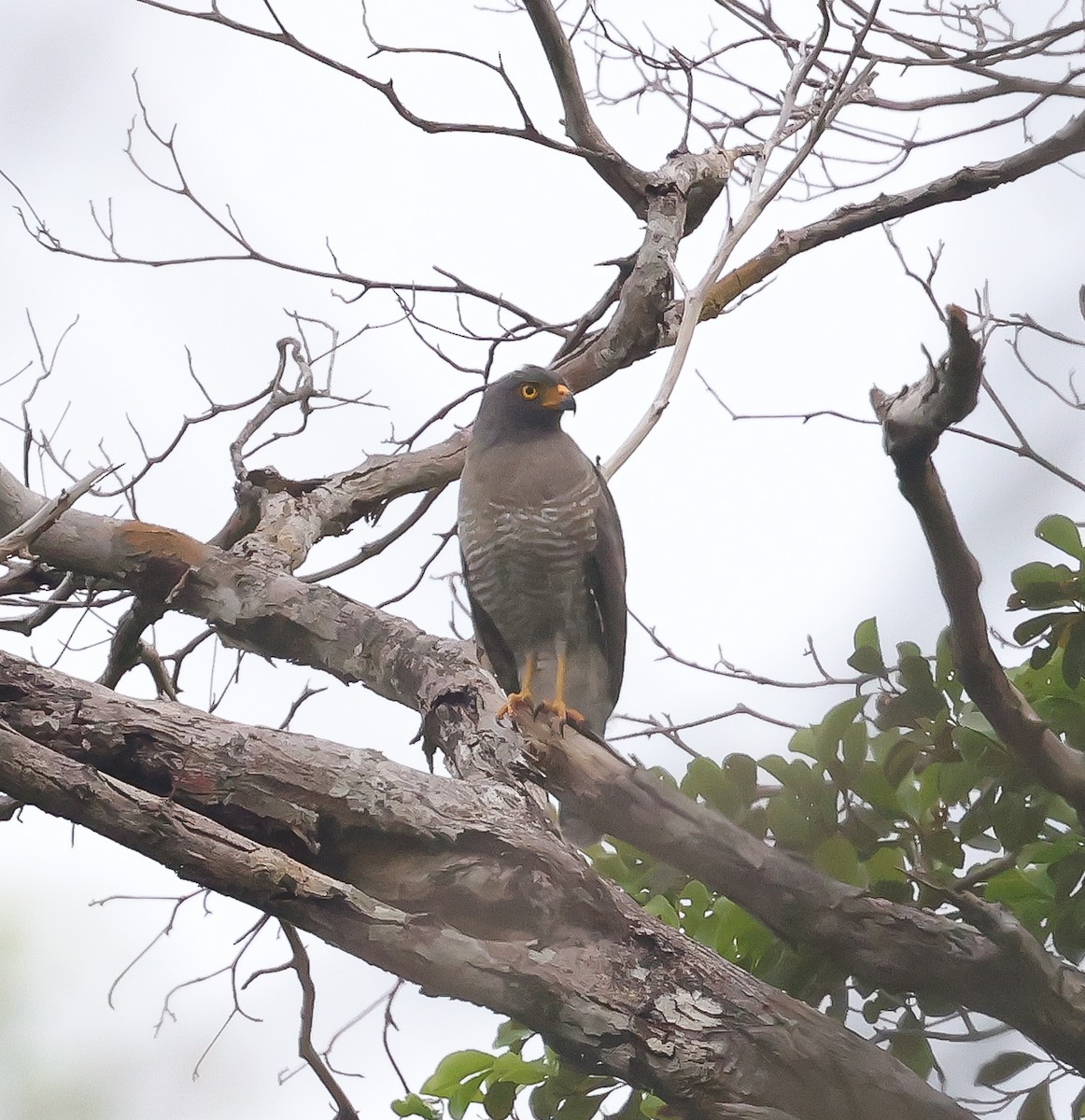 Roadside Hawk - ML611132151