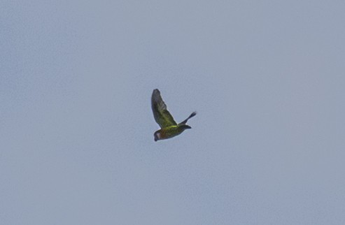 Dusky-cheeked Fig-Parrot - Anne Heyerly