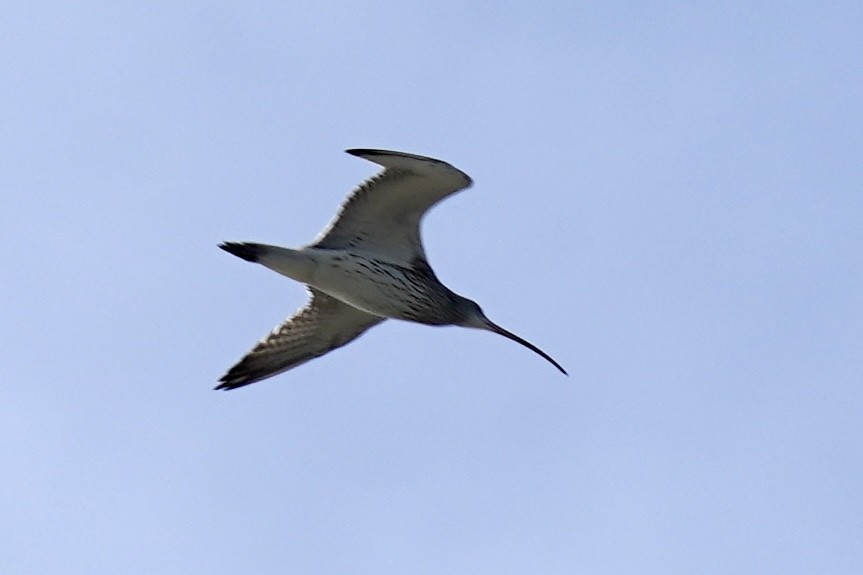 Eurasian Curlew - ML611132237