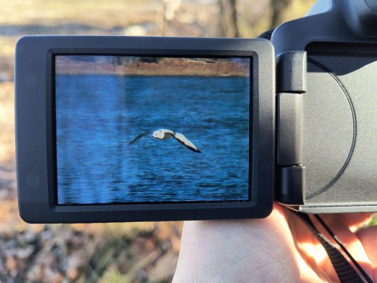 Black-legged Kittiwake - ML611132310