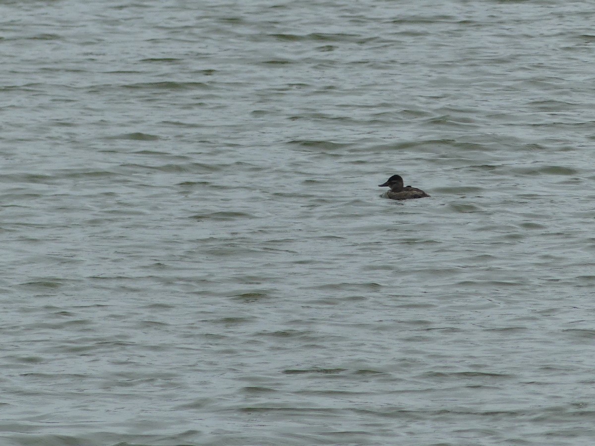 Ruddy Duck - ML611132362