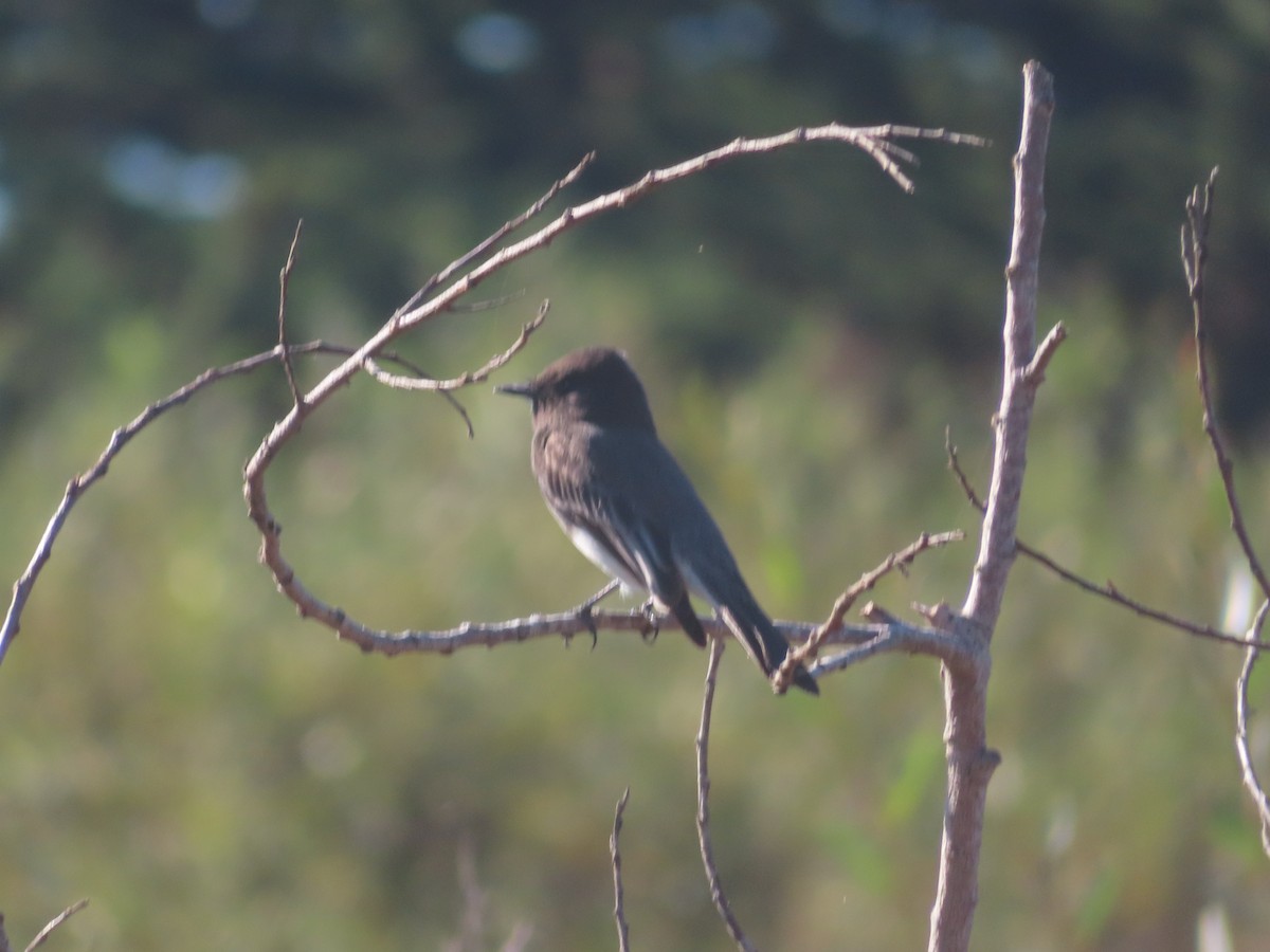 Black Phoebe - Karen Richardson